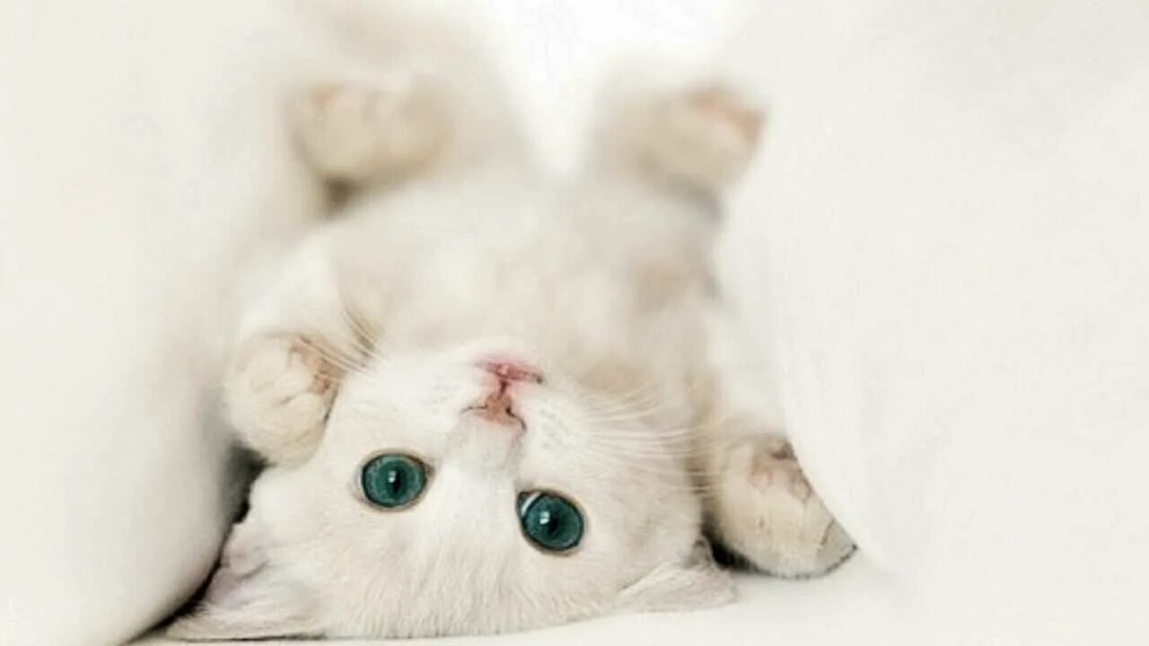 Pin on CATS Domestic Cats, Tigers & Lions