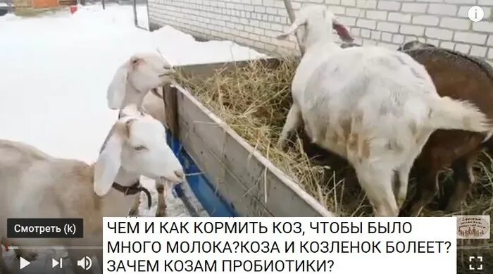 Что нужно давать козе