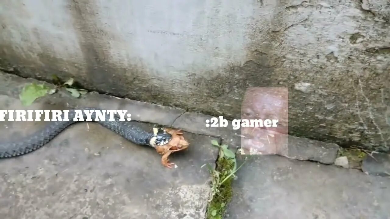 Ужи питаются лягушками
