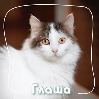 Я глашу
