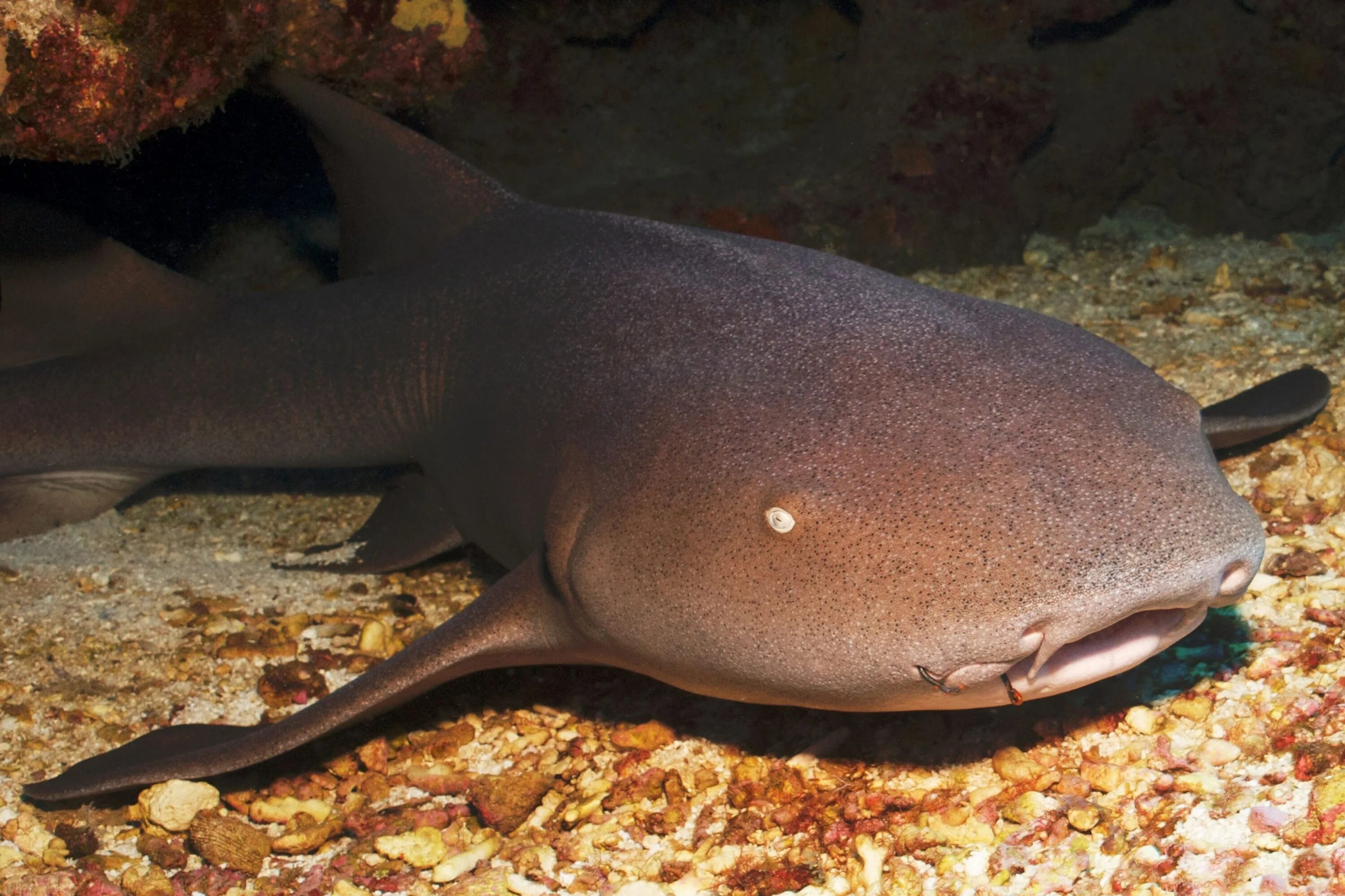 Акула нянька почему так называется. Ginglymostoma cirratum l акула - нянька. Акулы-няньки акулы. Усатая акула-нянька. Акула нянька почему так называется.