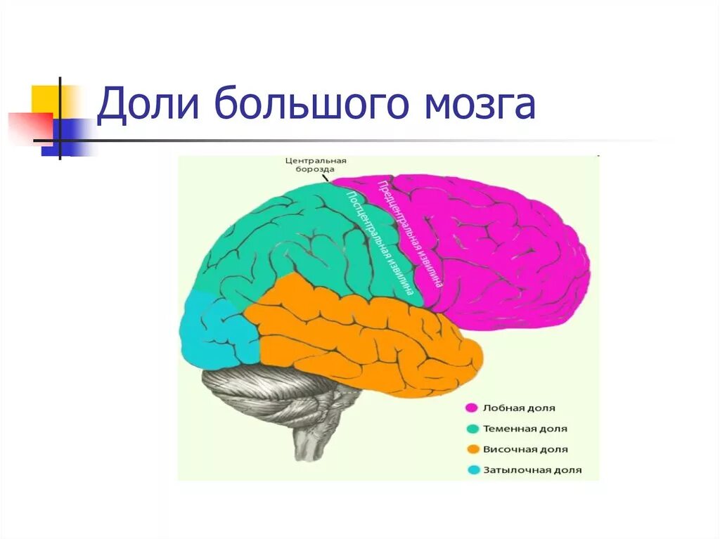 Лобная дога большого мозга. Функции лобной доли головного мозга человека. Лобная теменная височная затылочная доли мозга. Доли больших полушарий головного мозга 8 класс.