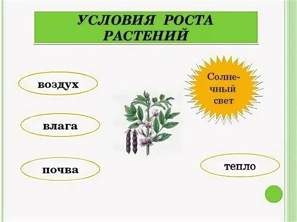 1 шт 3 растительное