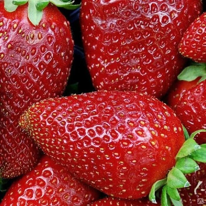 Земляника флориан f1. Земляника флориан ремонтантная. Клубника флориан описание. Клубника портола, ремонтантная. Клубника ремонтантная флориан f1, семена.