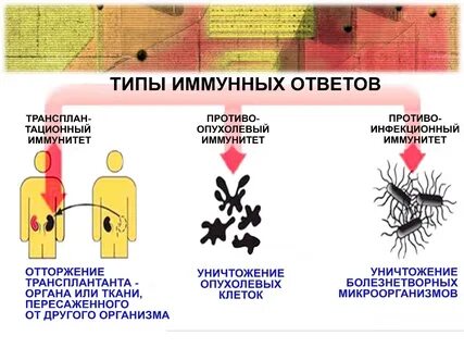 1 и 2 иммунный ответ