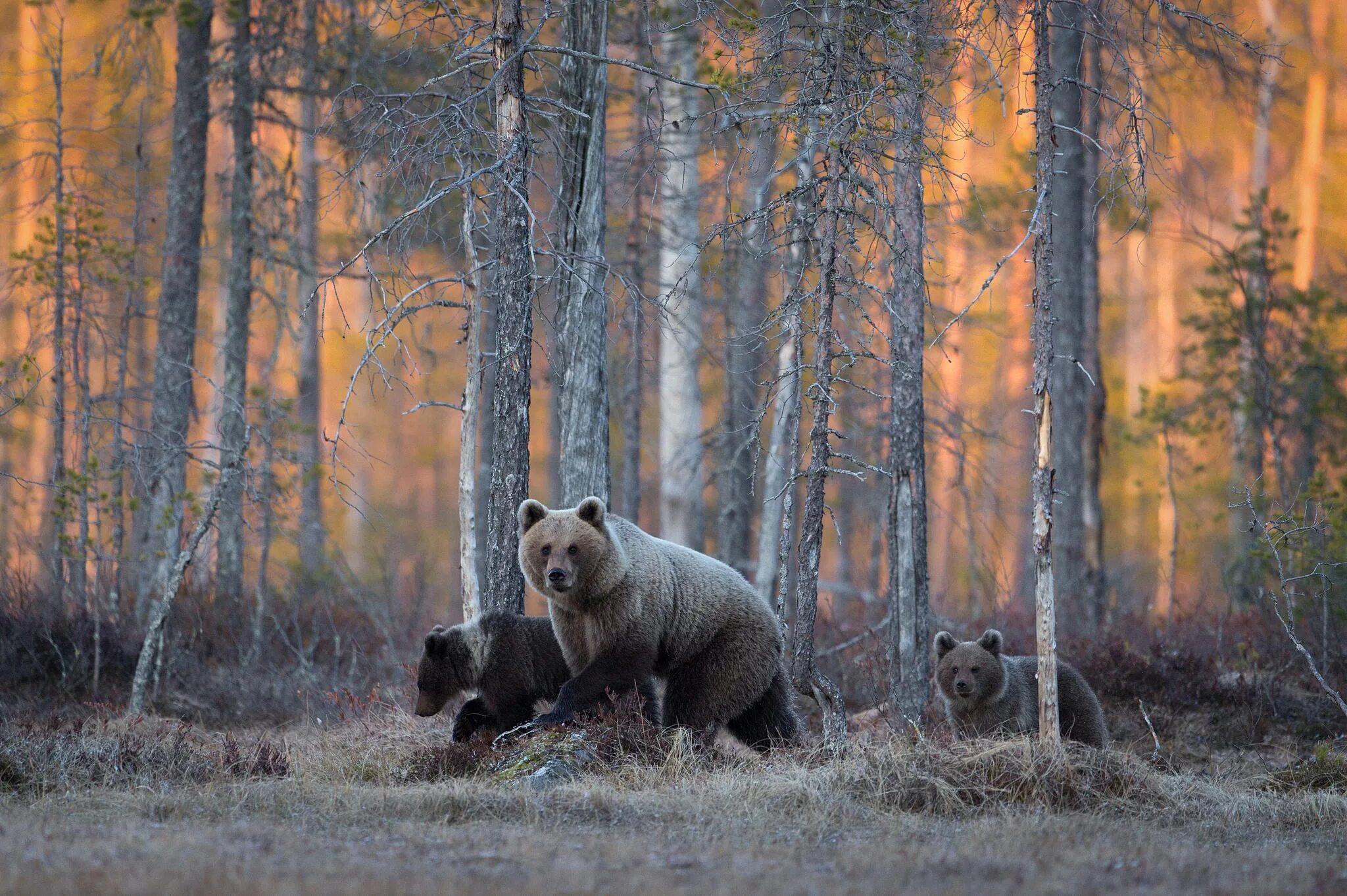 Бурый медведь Уссурийская Тайга. "Медведи в лесу" Kim Norlien. Бурый медведь в тайге. Сибирский, Таежный, Лесной, дикий. Wildlife на русском