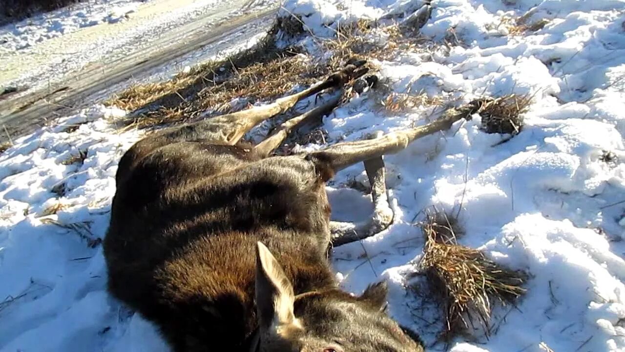 Лось победитель выжить. Лось зимой.