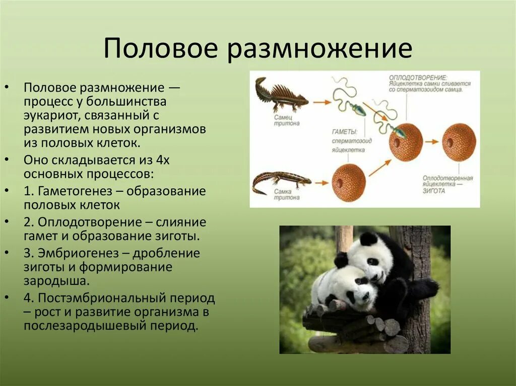 Появление мутаций при половом размножении. Половое размножение. Половое размножение организмов. Половое размножение биология. Половое размножение процесс.