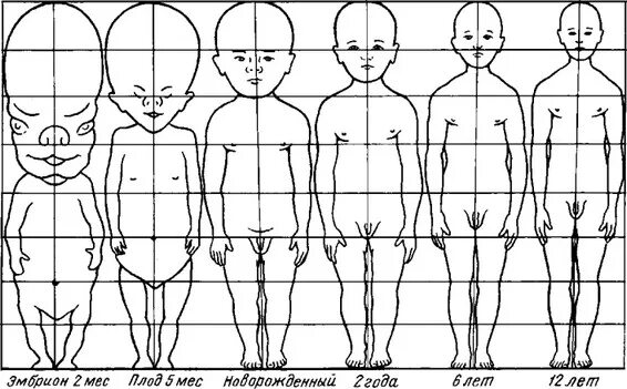 развитие тела мальчика. пропорции тела ребенка. развитие тела мальчика. пропорции детского тела в возрастном. схема пропорций тела человека по возрастам.