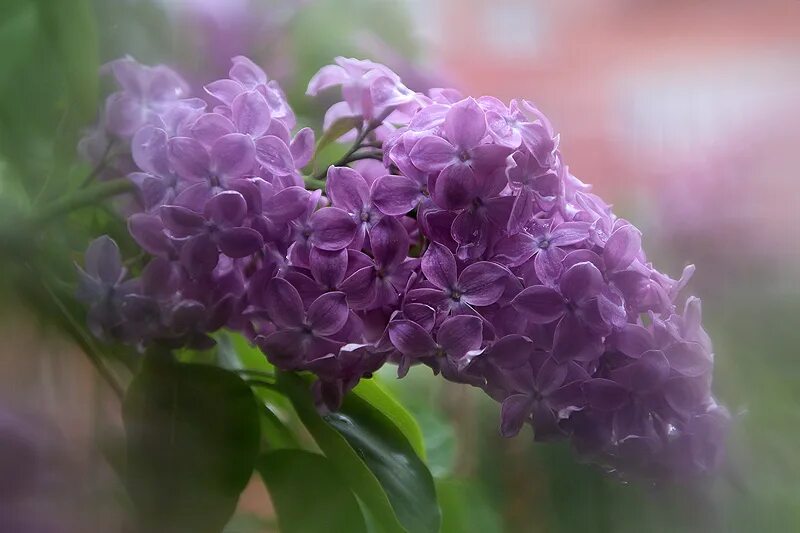 Гроздь сирени. Сирень Пирассе Пинк. Фотопечать сирень. Сирень Эстетика.