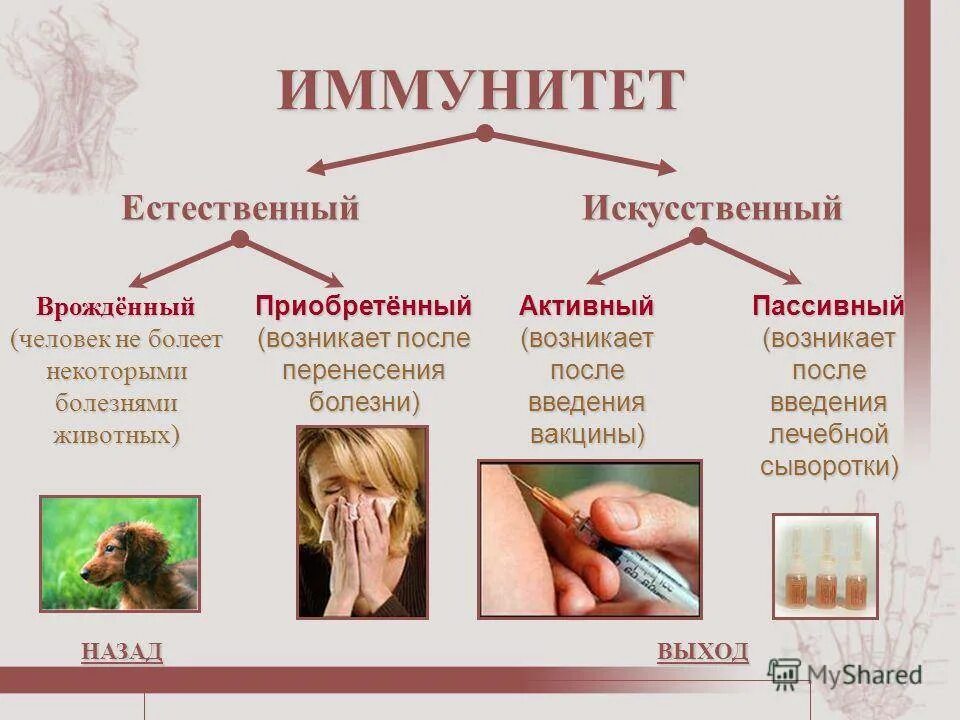 Активный приобретенный иммунитет примеры. Примеры активного приобретенного естественного иммунитета. Иммунитет приобретенный искусственный активный пассивный. Естественный пассивный иммунитет развивается после:. Естественный иммунитет особенности