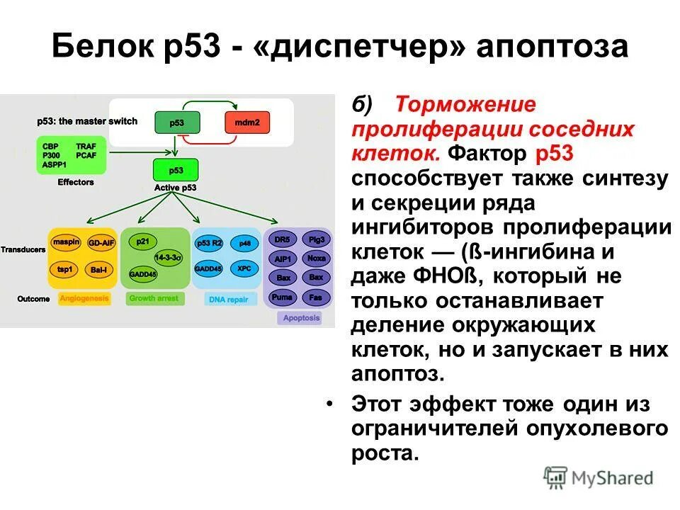 Белки активаторы и белки ингибиторы презентация. Белок p53. Ген p53 функции. Белок р53 апоптоз. Ген-супрессор р53.