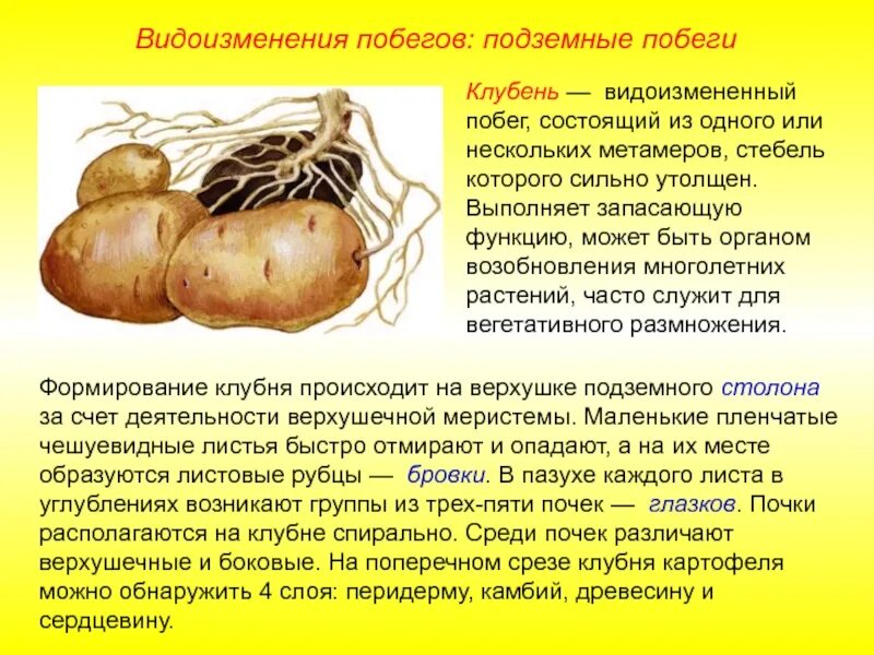 Явиться корень. Видоизменённый стебель картофеля. К4лубень видоизменённый побег. Клубни картофеля это видоизмененные побеги. Видоизменения подземных побегов картофеля корневища луковицы.