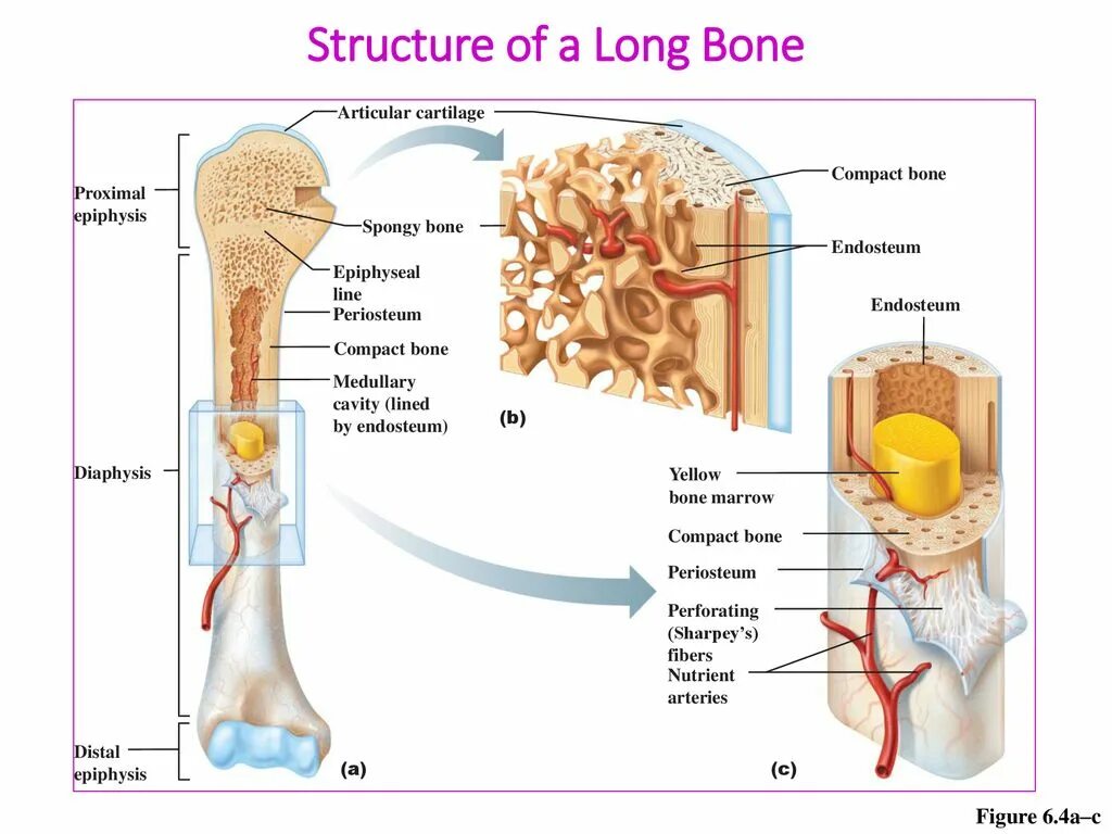 Long bone. Диафиз кости. Epiphyseal line. Perforating Fibers.