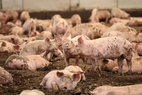 Us and pigs