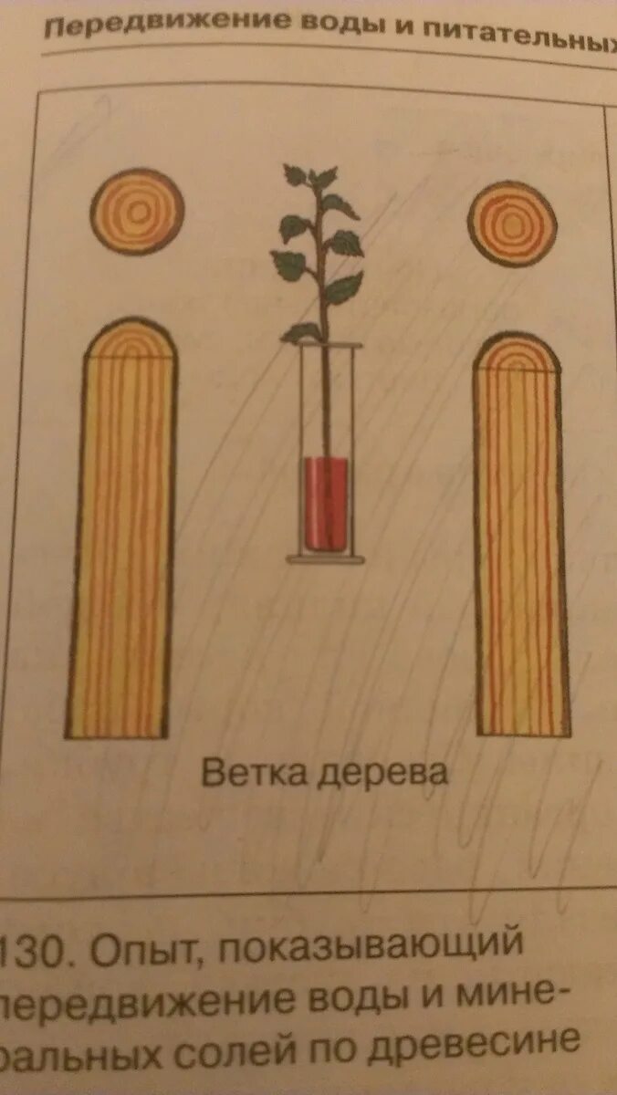 Продольный срез побега. Рассмотрите продольный срез этого побега. Опыт показывающий передвижение воды и Минеральных солей по древесине. Опыт продольный срез этого побега. Какой слой стебля окрасился в подкрашенной воде