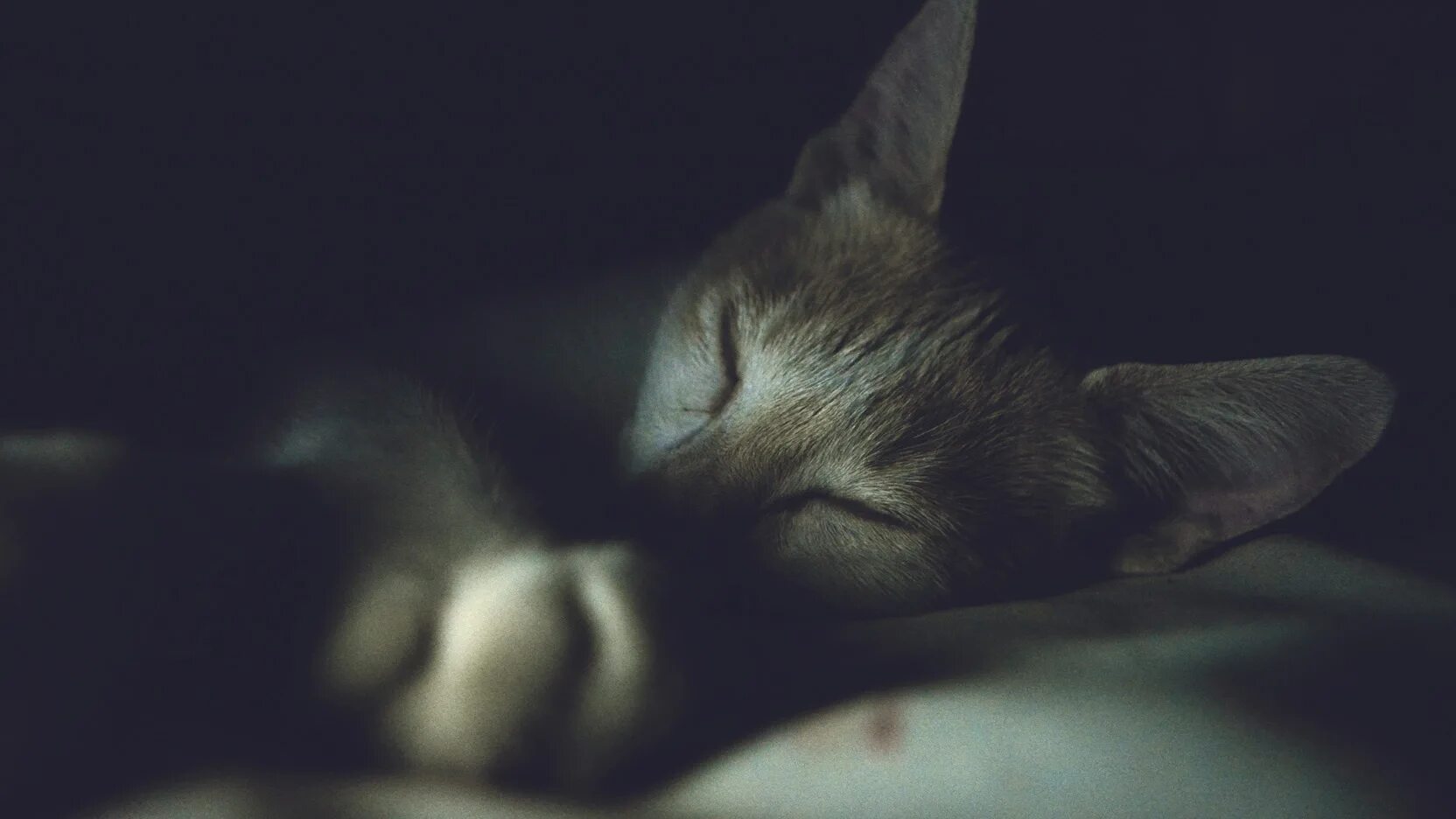 Кот бегает по ночами. Спящие котята. Котенок на клавиатуре. Кот ночью. Почему коты ночью не спят.