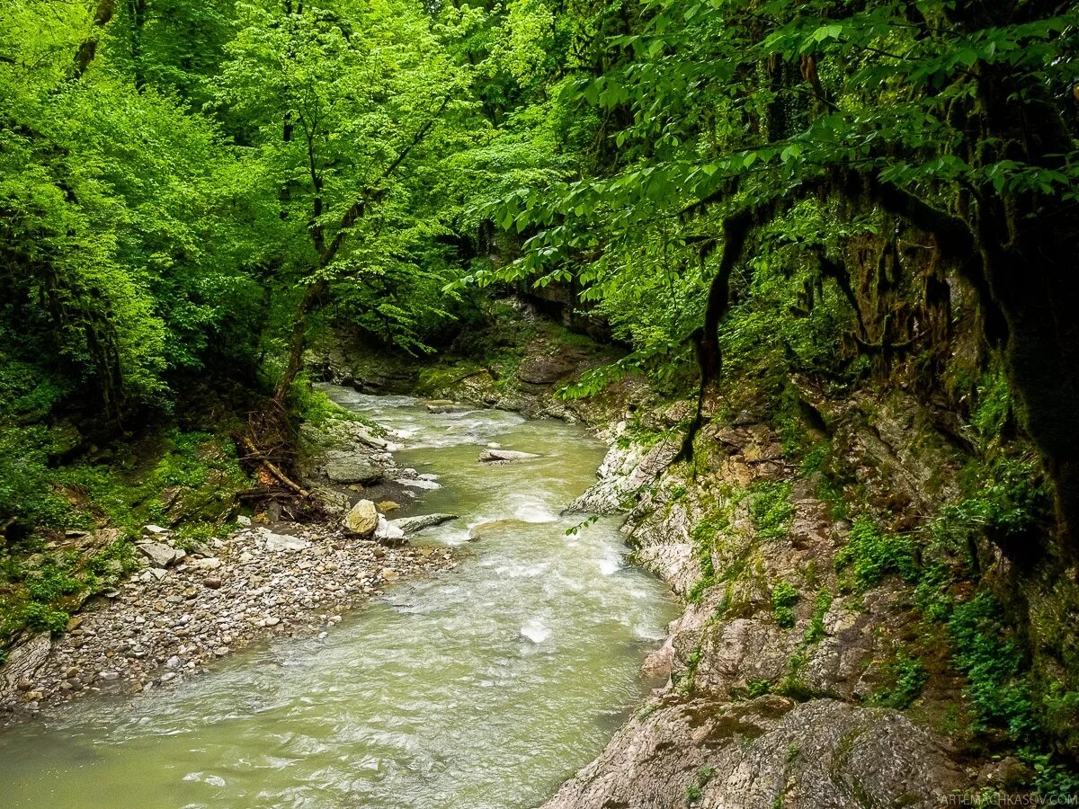 реликтовый лес красная поляна. сочинский национальный парк буковые леса.