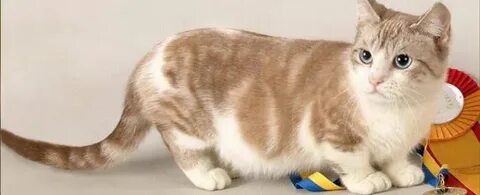 Қатаң бастық порно видео