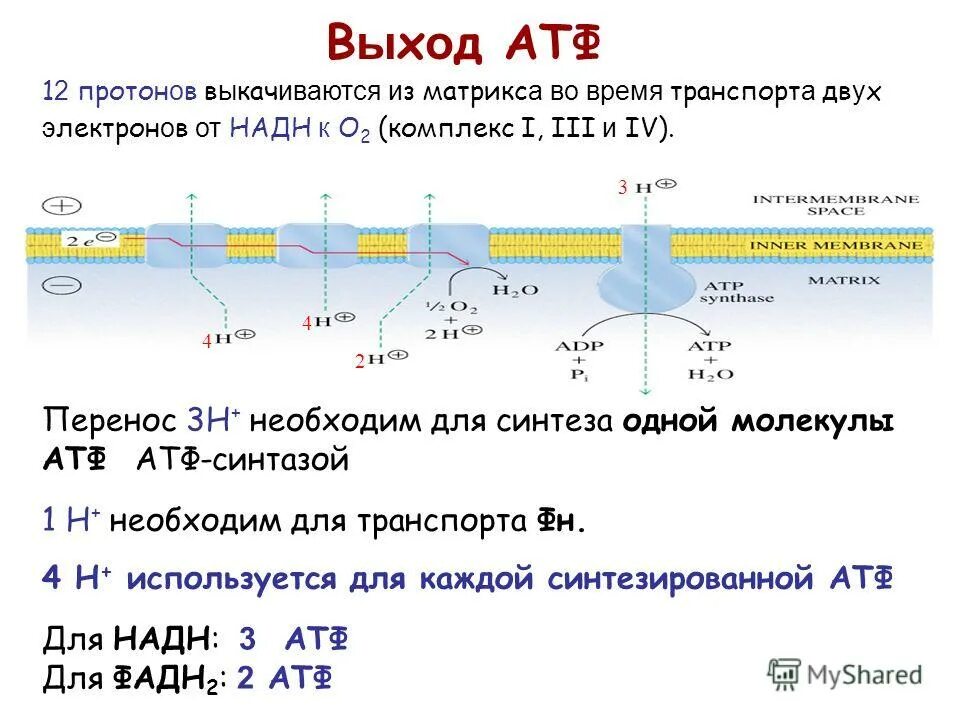 Атф восстанавливается. Синтез АТФ В дыхательной цепи 3 молекулы АТФ. НАДН сколько АТФ. Сколько молекул АТФ образуется. Перенос электронов с НАДН.