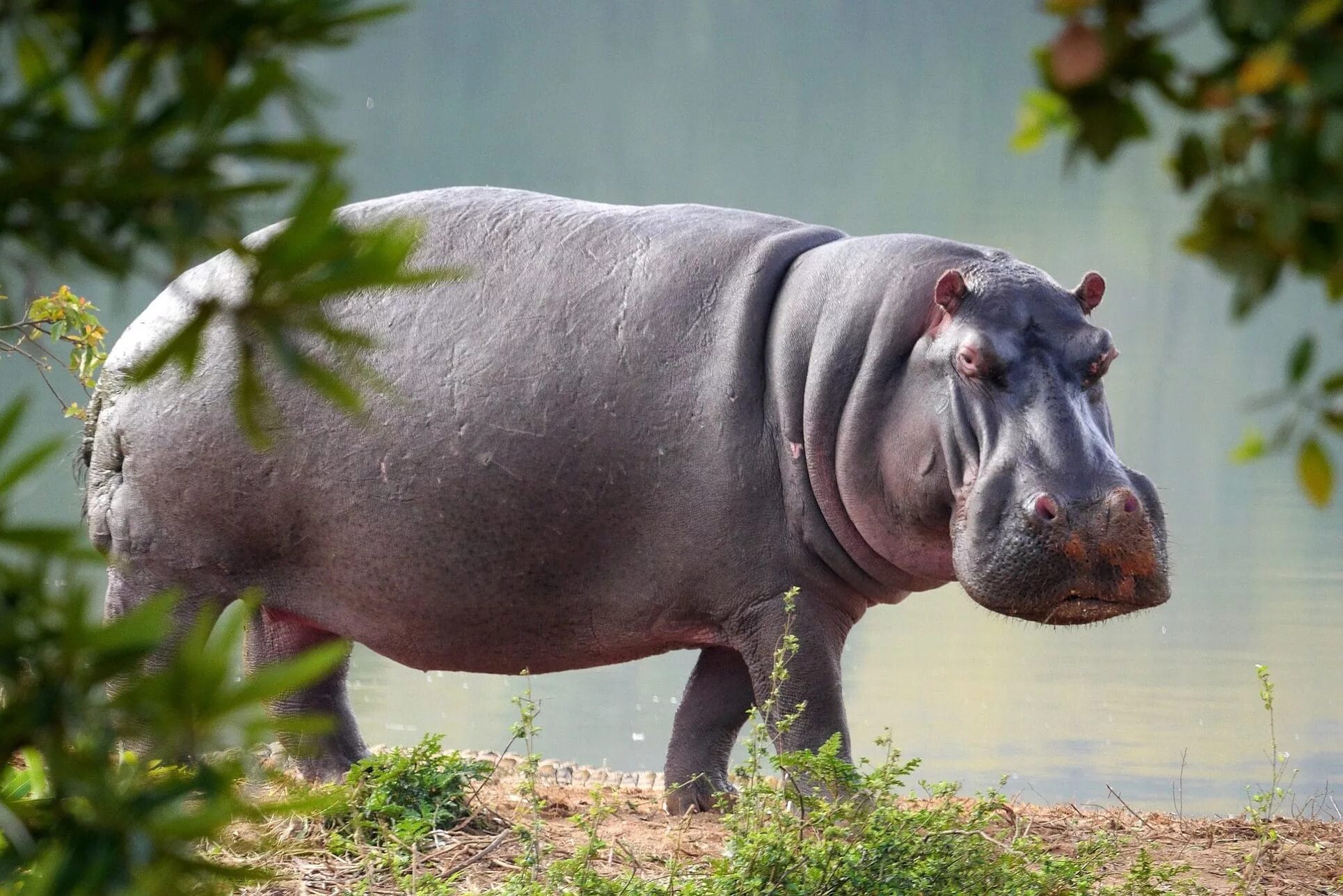 Heaviest animal. Мадагаскарский карликовый Бегемот. Обыкновенный Бегемот, или гиппопотам. Нильский Бегемот. Обыкновенный Бегемот Африки.