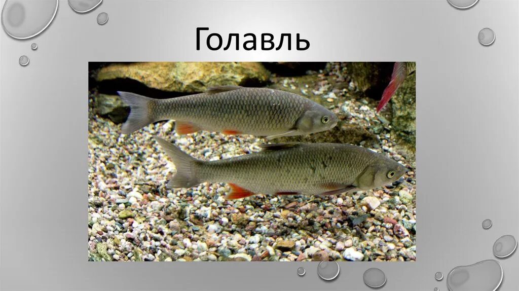 рыбец донской. рыбное хозяйство белоруссии. рыбы р б. рыба вимба сырть. рыбы р б.