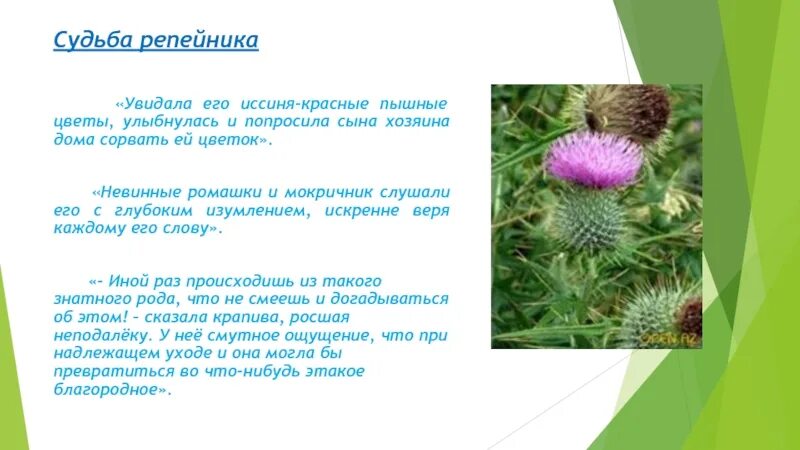 Судьба репейника