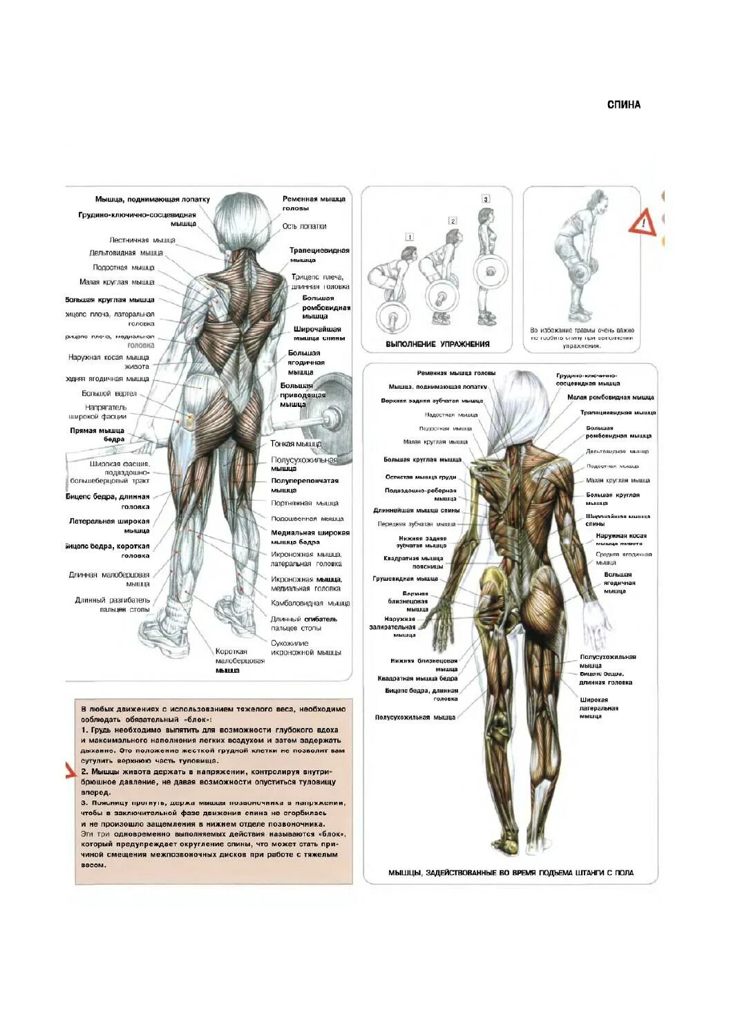 Анатомия силовых упражнений становая тяга Фредерик Делавье. Делавье анатомия силовых упражнений. Упражнения на спину. Силовые упражнения для спины. Части поясницы