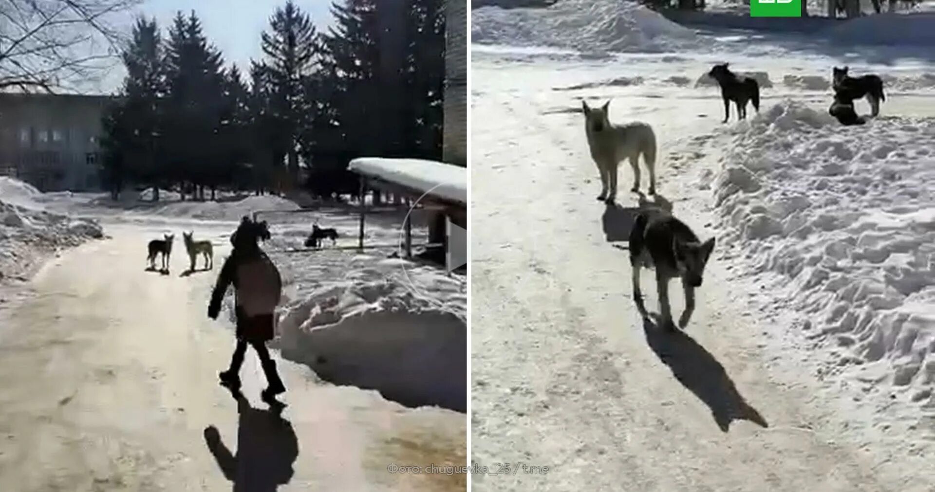 Бездомные собаки. Нападение бездомных собак.