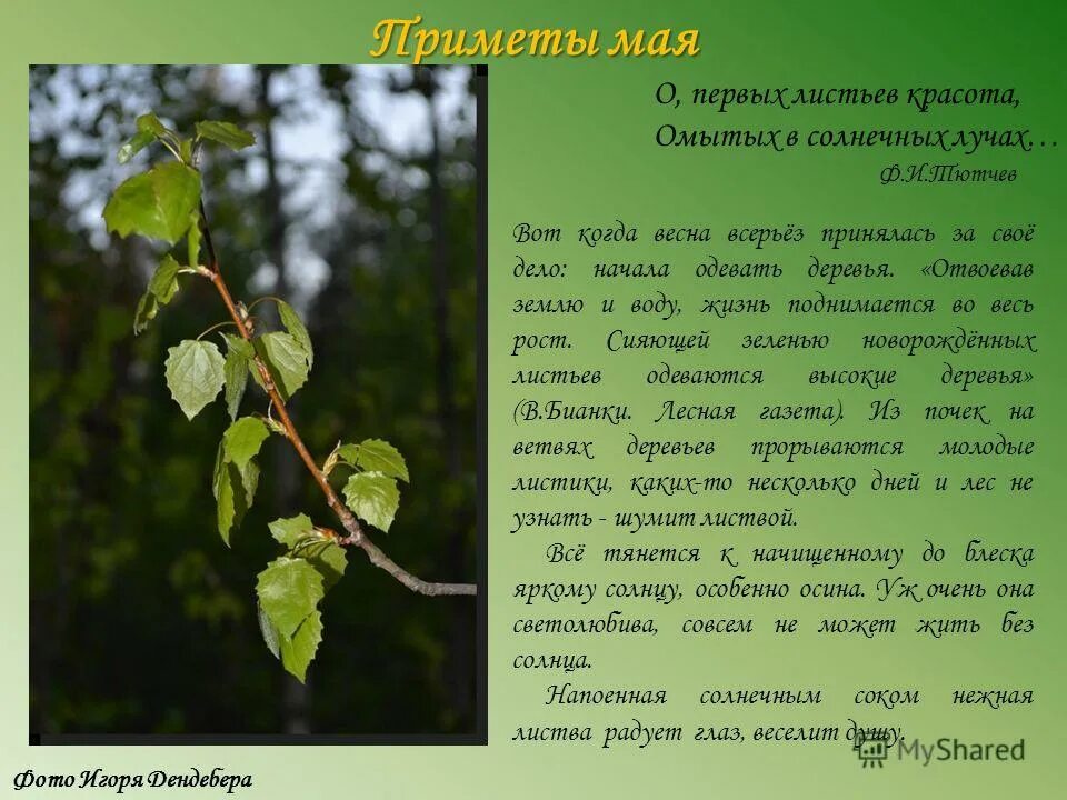 Стихотворение первый лист ф. Стихи дмитриева для детей. Тютчев первый лист. И тютчева. Стихотворение федора тютчева листья.