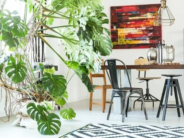 Melhores Espécies de Plantas de Interior para a Sala de Estar Zomerplanten, Woon