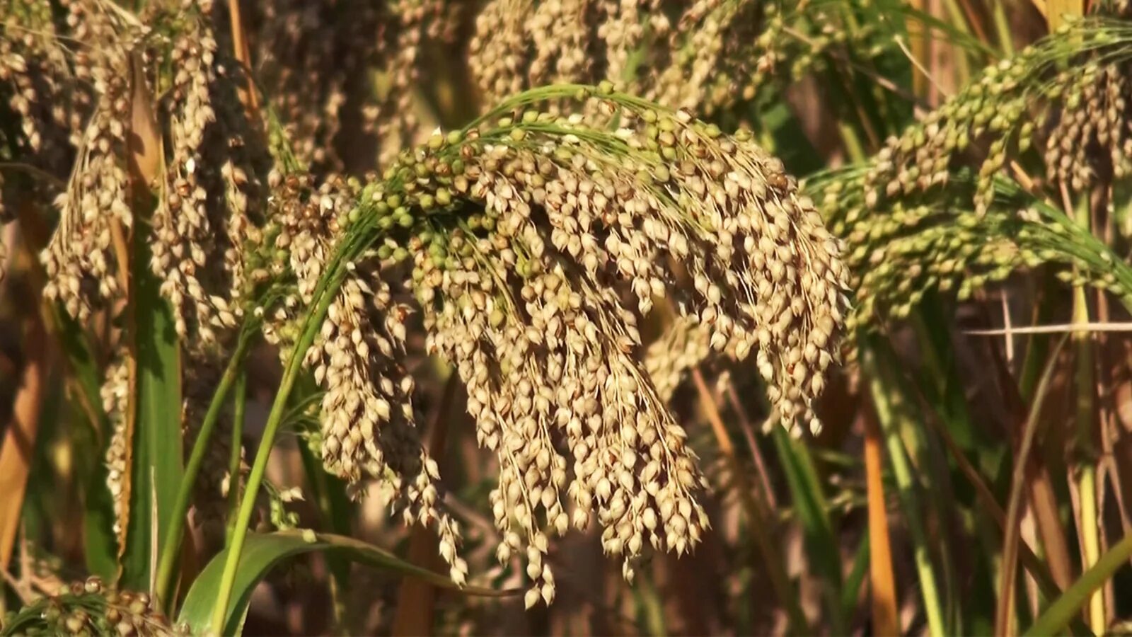 Просо (Panicum miliaceum). Чумиза каша. Просо это зерновая культура. Просо просо просо просо. Особенности проса