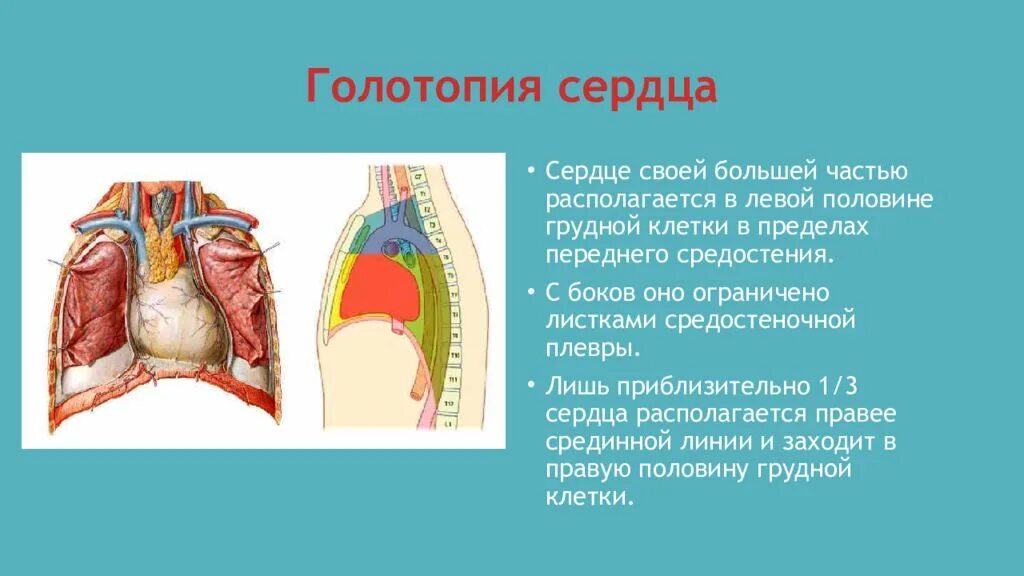 1 большей частью. Синтопия сердца анатомия. Голотопия и синтопия сердца. Топография сердца синтопия.