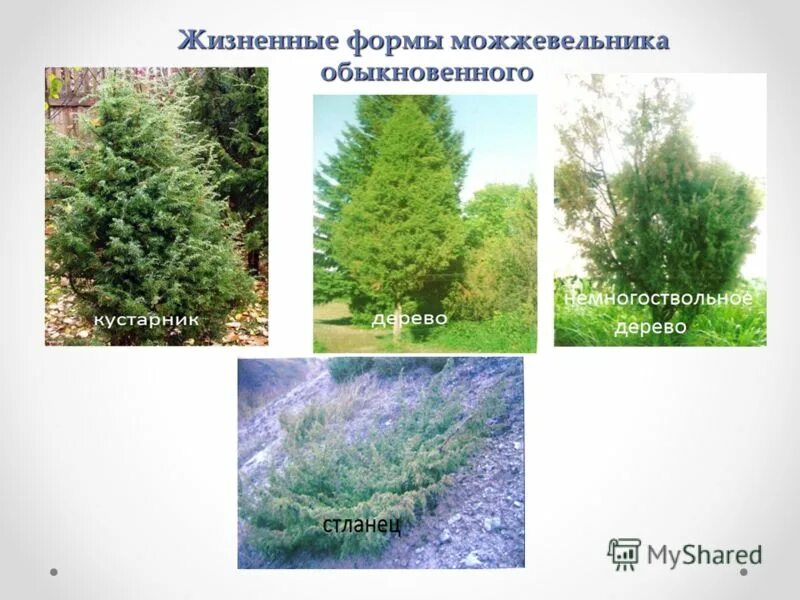 можжевельник жизненная форма. можжевельник жизненная форма. жизненная форма можжевельник кустарник. жизненные формы наземная. можжевельник жизненная форма.