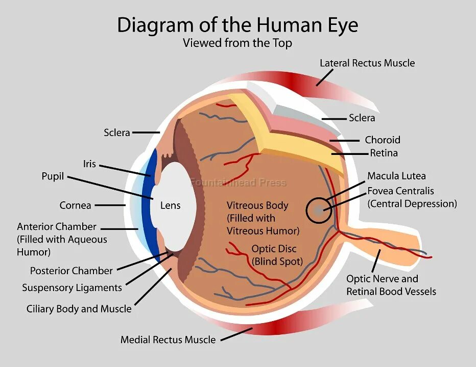 Человеческий глаз анатомия. Human Eye diagram. Eye structure. Human Eye structure. Human structure