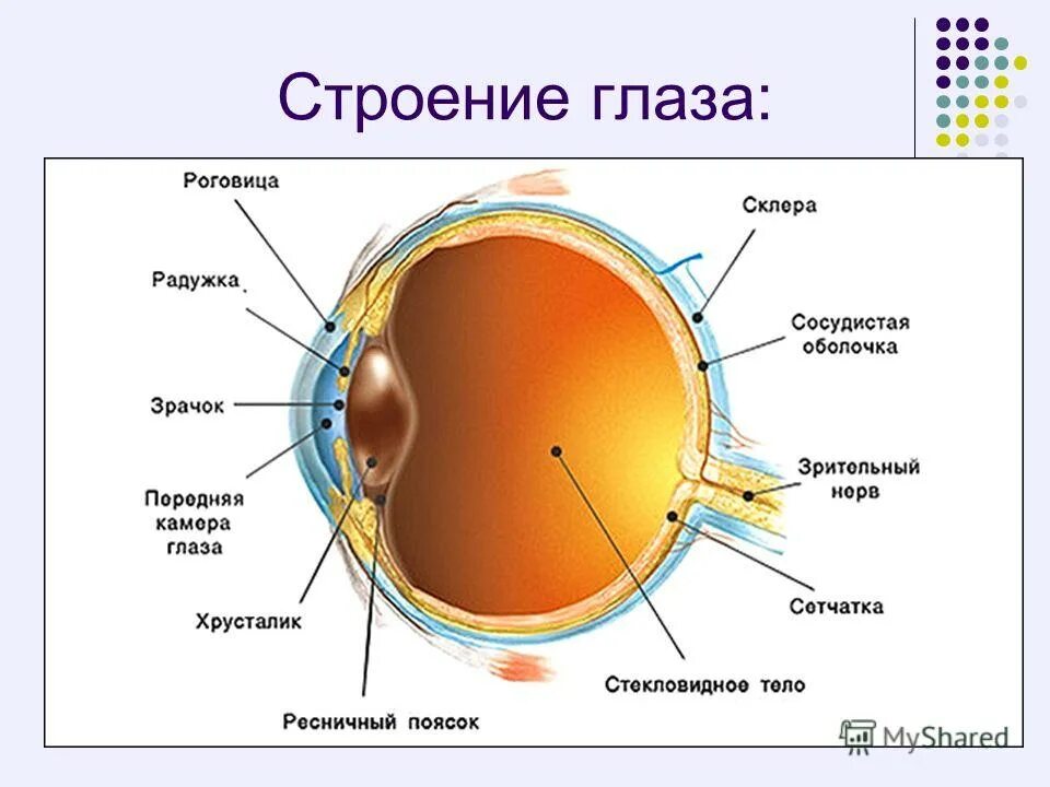 Глаз у человека имеет форму. Строение глаза роговица радужка. Строение глазного анализатора. Строение оптического аппарата зрительного анализатора. Внутренняя оболочка глаза сетчатка.