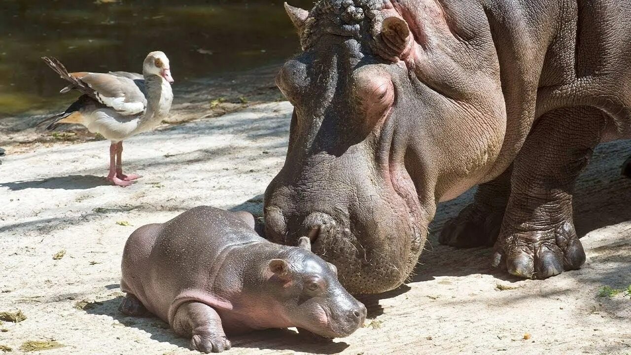 Бегемот ест видео. Гиппопотам наоборот. Бегемотик ест. Бегемот хищник или травоядное. Бегемот ест видео.