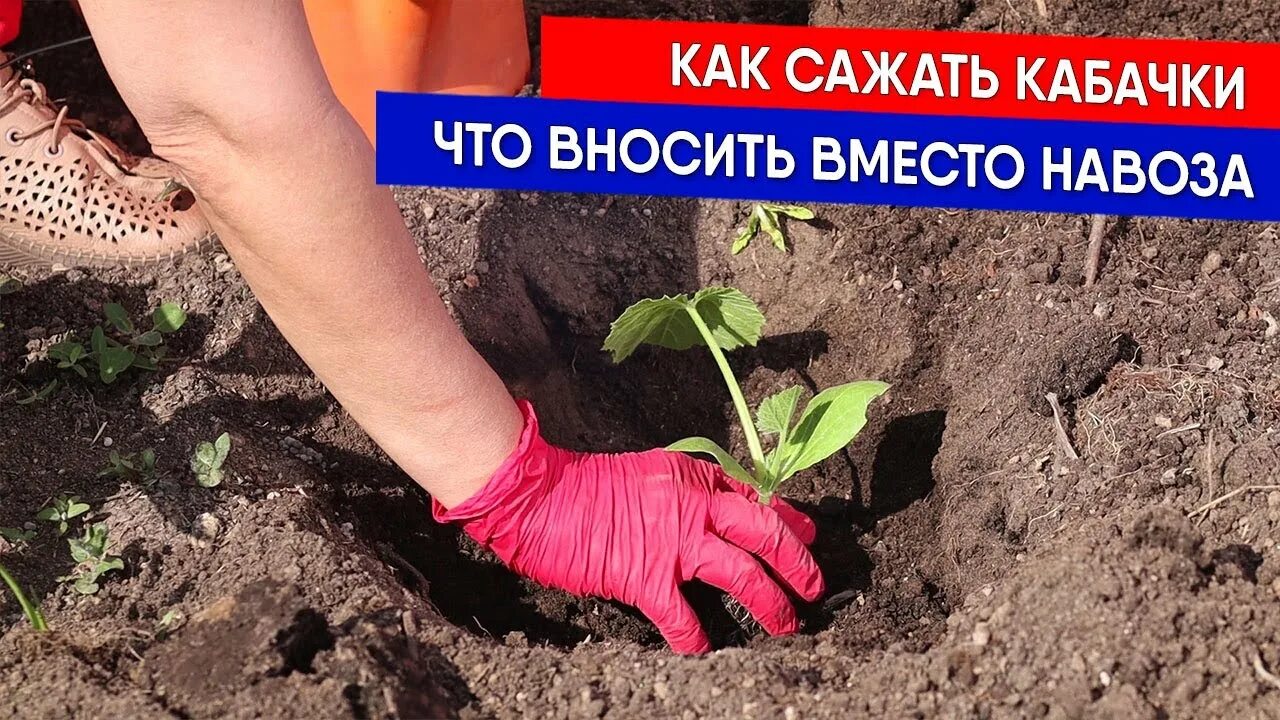 Сажаем кабачки на рассаду. Как сажать кабачки в открытый грунт. Когда сажать кабачки на рассаду. Посадка кабачков в открытый грунт рассадой. Посадка кабачков на рассаду в 2024 году