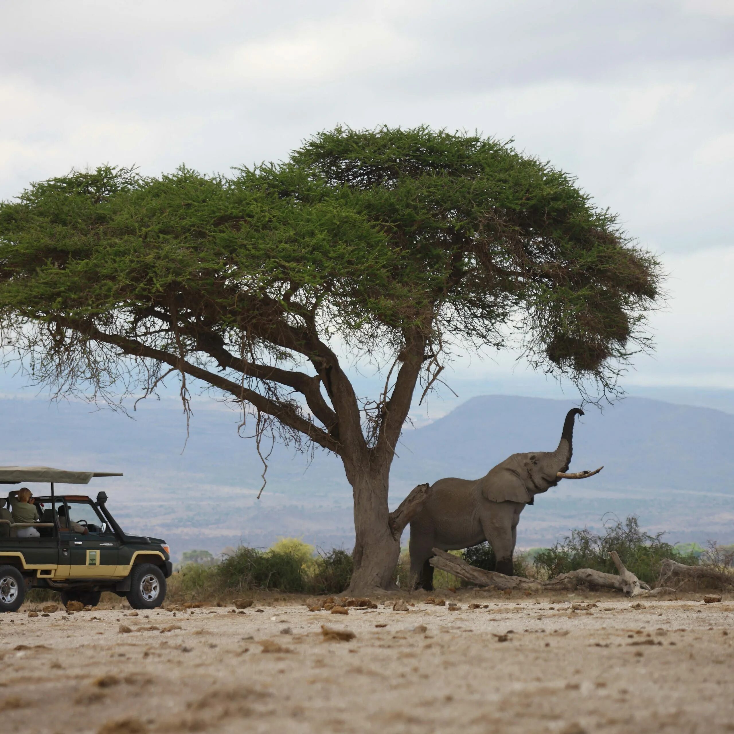 Africa safari. ЮАР сафари. Африка Найроби сафари. Кения сафари парк. Африка Кения сафари.