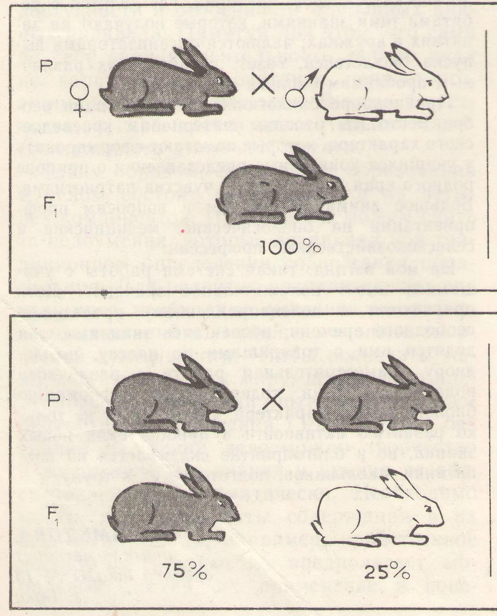 Моногибридное скрещивание кроликов. Генетика кроликов. Схема скрещивания кроликов. Задачи по генетике кролики.