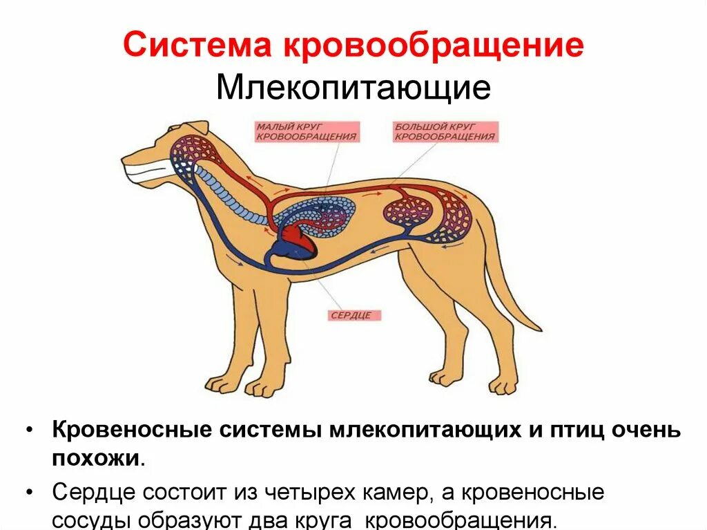 Строение кровеносной системы животных. Системы органов кровеносная системы у животных. Схема органы кровеносной системы животных. Строение кровеносной системы собаки схема. Особенности кровообращения млекопитающих