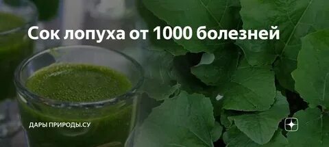 Сок лопуха сколько принимать
