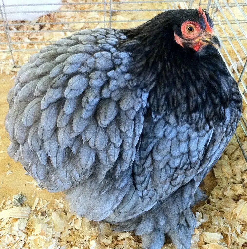 Самая красивая кура. Андалузская голубая курица. Порода кур султанка. Кохинхин карликовый кучерявый. Султанка курчавая, порода кур.