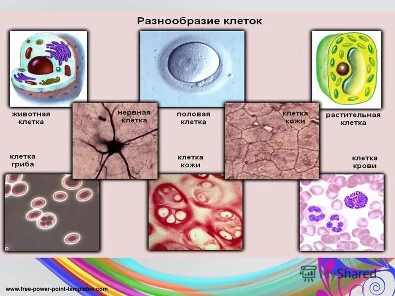Клеточный уровень класс. Разнообразие клеток. многообразие. разнообразие животных клеток. клеточный уровень.