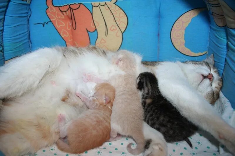 Новорожденный котенок. Новорожденные котята с мамой. Кошка с новорожденными котятами. Кошка и Новорожденные котята.