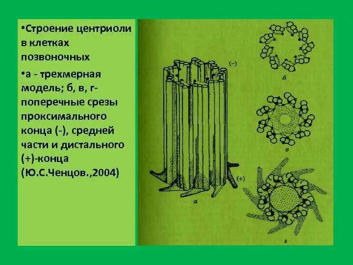 Центриоль и микротрубочки функции