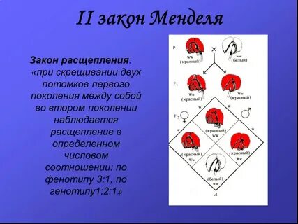 Скрещивания красных