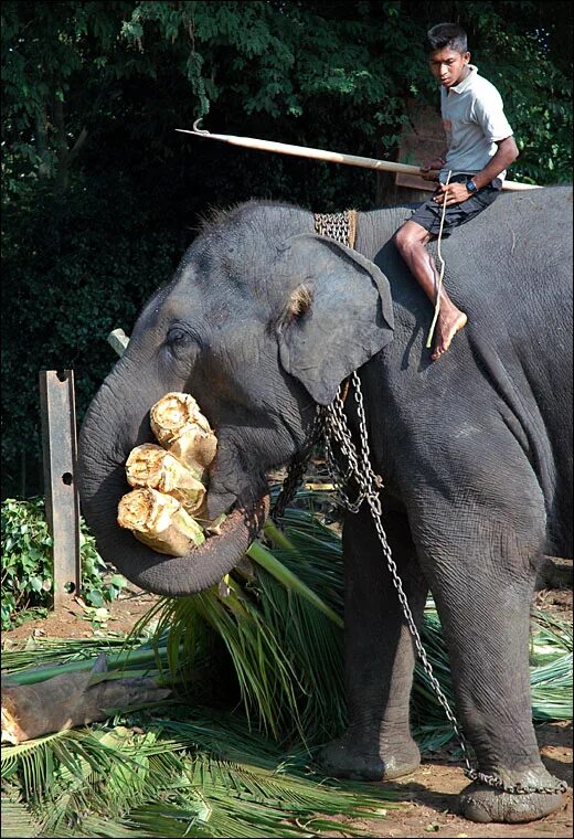 Working elephant. Слон в работе. Слонов работы. Слоны работают. Слон на работе фото.