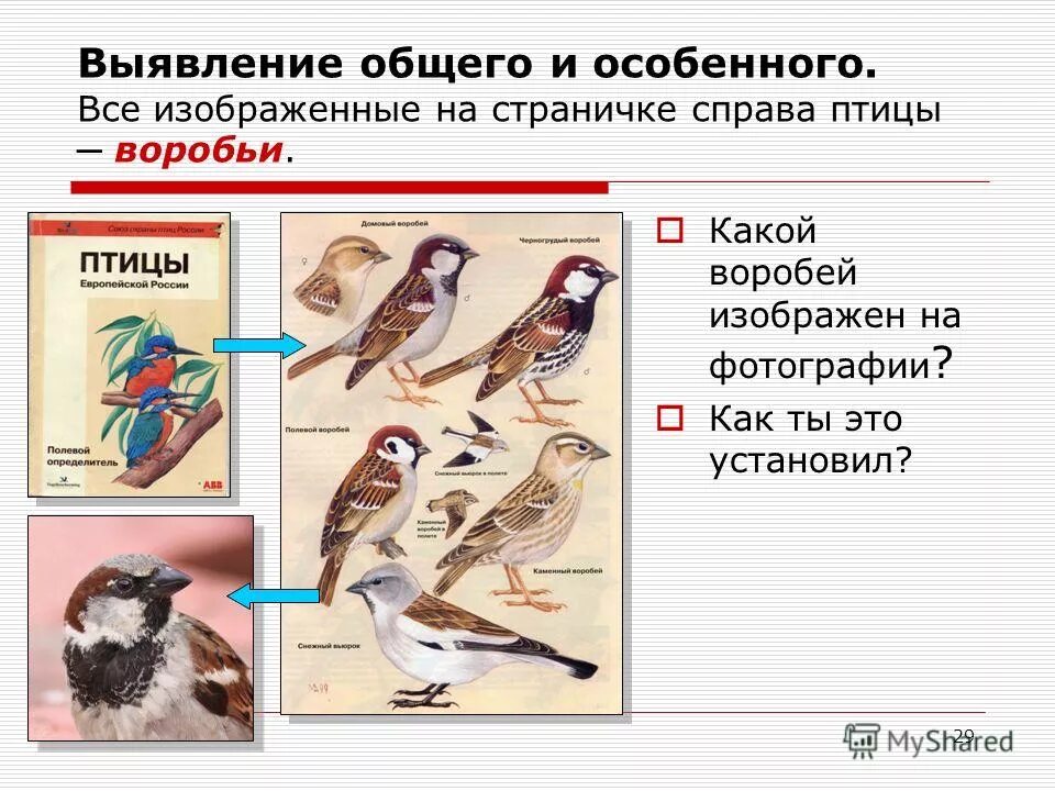 Птицы прилагательные. Воробей какой прилагательное. Какие бывают воробьи прилагательные. Воробей какой прилагательное. Воробьи какие прилагательные.