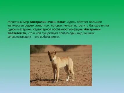 Животные австралии 4 класс